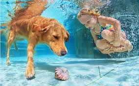 best dog pools for labradors and other large breeds