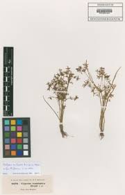 Image result for Pycreus gracillimus