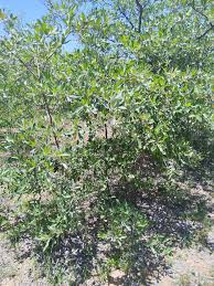 Image result for Lannea schimperi