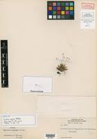 Image result for Eriocaulon abyssinicum