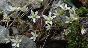 Image result for Galiniera saxifraga