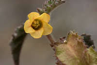 Image result for Hermannia depressa