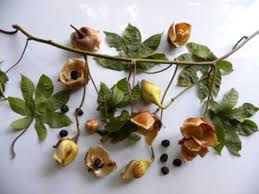 Image result for Merremia tuberosa