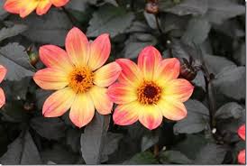 Image result for Dahlia sp. (cultivar)