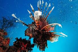 صور كيف تنقذ سموم الحيوانات الأشد افتراسا حياة البشر Lion Fish Fish Pet Species
