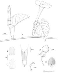 Image result for Ipomoea violacea