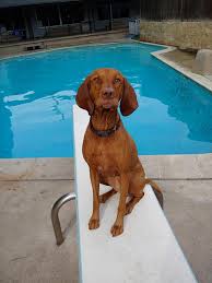 They get their vizslas tested for genetic conditions as well as hip scores. Fire Mountain Vizslas Southern California Vizsla Breeder