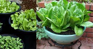 Cara menanam sayur dalam pasu. 6 Sayur Mudah Tanam Dalam Pasu Untuk Beginner Part 1 Impiana