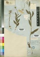Image result for Crassocephalum picridifolium