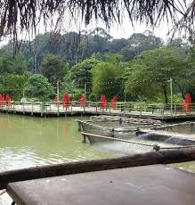 Veg fish farm thai restaurant serves delicious thai dishes at a hilltop in kuala lumpur. Sotong Telur Masin Picture Of Veg Fish Farm Thai Restaurant Kuala Lumpur Tripadvisor