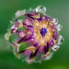 Bachelor S Button Flower Bud Covered In Droplets Of Nectar Gardening Garden Diy Home Flowers Roses Nat Bachelor Button Flowers Button Flowers Flower Bud