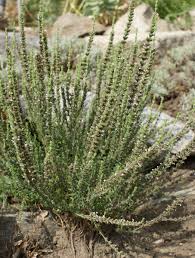 Image result for Micromeria imbricata