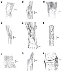 Image result for Pseudobromus
