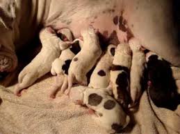 But tests don't guarantee a healthy puppy, and there's a long way to go for english bulldogs to ever reach the. Olde English Bulldog Mixed American Bulldog Puppies Youtube
