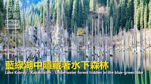 藍綠湖隱藏著水下森林 揭秘真相後遊客暴增 哈薩克斯坦凱恩湖 lake kaindy kazakhstan underwater forest h lake forest underwater
