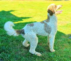 See more ideas about poodle, standard poodle, poodle dog. Ridgecrest Labradoodle S Home Facebook