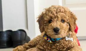 The perfect pet for your family. Mini Goldendoodles For Sale Indiana Mini Goldendoodle