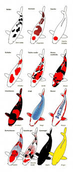 Koi Gene Tree Koifishponds Koifishcolors Koi Watercolor Koi Painting Koi Fish Colors