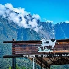 Ibaratnya kalau tak ke sini, percutian ke kundasang tak lengkap. Desa Dairy Farm Kundasang 2021 All You Need To Know Before You Go With Photos Kundasang Malaysia Tripadvisor