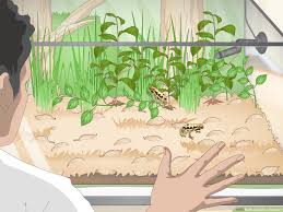 How to Build a Vivarium (with Pictures) - wikiHow
