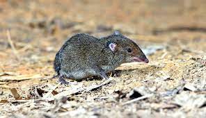 Shrews — the shrew has a very bad reputation in english folklore. How Shrews Fit In The Ecosystem Of Your Garden Hobby Farms