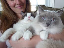 Ragdoll kittens are registered with the international cat association (tica), and are never caged. What To Know When Buying A Ragdoll Cat How To Buy A Ragdoll Cat