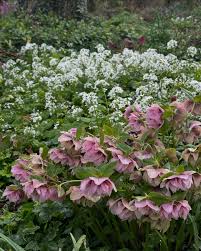 Image result for Pachycarpus firmus