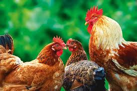 Biting by roosters can also be caused by an inadequate diet. The Hierarchy Of The Chicken Coop And How To Stay In Charge Of The Pecking Order