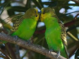 Green Parakeets Kissing Muhabbet Kuslari Kus