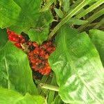 Image result for Palisota mannii