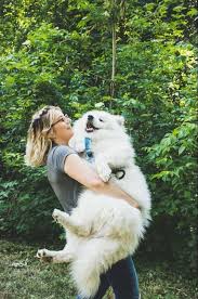 Your short haired dog's fur might brush better if damp. The Ultimate Guide To Brushing Dog Hair Petcarerx