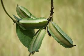 Image result for Psophocarpus