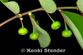 Image result for Phyllanthus tenellus