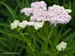 Image result for Agelanthus sambesiacus