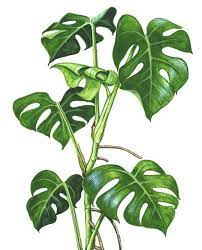 Monstera Google Search Ilustrasi Daun Bunga Tropis Bunga Cat Air