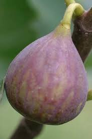 Maybe you would like to learn more about one of these? Buy Peppermint Flowering Peach Trees For Sale Free Shipping 2 Gallon Size Pot From Wilson Bros Gardens