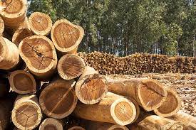 The wood turns out well with sharp tools. 10 Gum Trees That Also Make Good Firewood