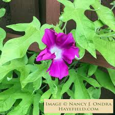 Image result for Ipomoea ephemera
