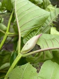 Image result for Rytigynia umbellulata