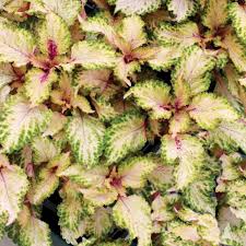 Thinking of facilitated diffusion at its maximum rate, _____ refers to the complete occupation of a. Coleus Terra Nova Mystic Light Terra Nova Nurseries Inc