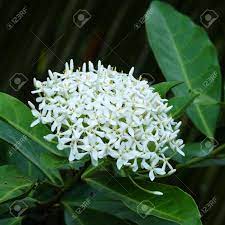 Here is a list of flower names along with their symbolic meanings. Very Fragrant White Flowers Name Siamese White Ixora Scientific Stock Photo Picture And Royalty Free Image Image 23881133