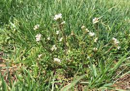 Maybe you would like to learn more about one of these? The 8 Most Notorious Lawn Weeds In North Texas How To Get Rid Of Them