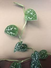This trailing plant is well suited for a. How To Grow Scindapsus Pictus Silver Philodendron