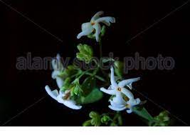 Night flowering jasmine meaning in bengali. Night Flowering Jasmine Or Shiuli In Bengali Bloom At Night Stock Photo Alamy