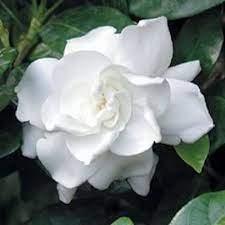 50 Gardenia Cape Jasmine Jasminiodes Fragrant White Shrub Flower Seeds Comb S H By Seedvilleusa On Etsy Growing Gardenias Flower Seeds Fragrant Flowers