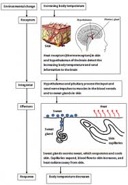 Maybe you would like to learn more about one of these? Biological Systems Homeostasis Texas Gateway
