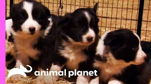 Baby Border Collies Start Learning To Herd Too Cute Very Cute Dogs Baby Dogs Super Cute Puppies