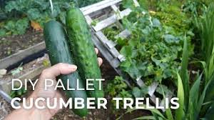 This trellis is another diy option which requires some carpentry skills. 15 Easy Diy Cucumber Trellis Ideas A Piece Of Rainbow
