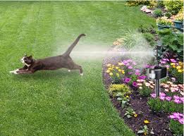How To Keep Cats Out Of Your Garden The Cheap Vegetable Gardener Cat Garden Garden Garden Pests
