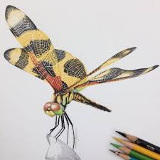 Overstock.com has been visited by 1m+ users in the past month Dragonfly Colored Pencil Drawing Bestpencildrawing